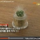 KBS 2TV 생방송 오늘에서 소개된 미니식물 터치펜과 프리즈브드 터치펜 이미지