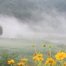 하얀물안개 이미지