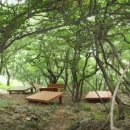 새벽-숲 이미지