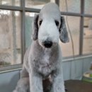 달이네애견미용실 이미지