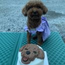 강아지잔칫집 이미지