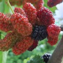 훈장님팜 이미지