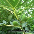 무화과 - 양평군 | 무화과