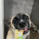 냥이댕이 이미지