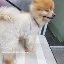 비비드그루밍 네이버블로그