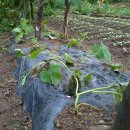 주일농장 이미지