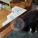 편한대로 이미지