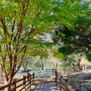 출렁다리 카페 이미지