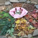 꿀참나무숲 유치원 이미지