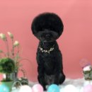 혁신애견미용 이미지