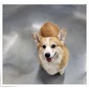 컴투펫 위탁보호센터 인천점 이미지