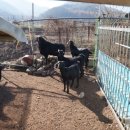 야곱 염소농장 이미지