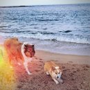 윤신근박사동물병원 | 댕댕이들의 평생 주치의, 윤신근 박사 동물병원 고집하는 특별한 이유!