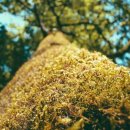 기업의 생존을 위한 혁신 전략, 미래조직 4.0 | 블록버스터의 몰락과 넷플릭스의 비상: 파괴적 혁신 시대의 생존 전략