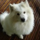 사람과 애견 이미지