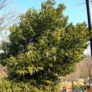 여황로가로수 이미지