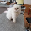 호크종합동물병원 이미지