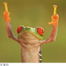 청개구리 이미지