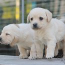 내동애견 이미지