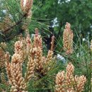 오늘처럼 송홧가루 날리는 날 이미지