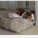 퐁퐁파피 이미지