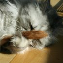 레오그루밍 이미지