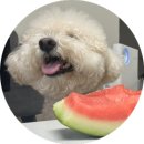 요즘과일엘스점 | (잠실/송파) 과일에 진심러가 추천하는 신선한 과일 맛집 "요즘과일 송파엘스점"