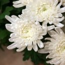 쉴낙원 인천 장례식장 이미지