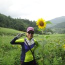 구오회서 태백 ＜해바라기 축제＞, 용연동굴, 정선 오일장, 아라리촌 다녀 왔습니다. 이미지