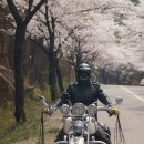 충주댐, 청풍호 벚꽃 축제장에 집사람과 다녀왔어요 이미지