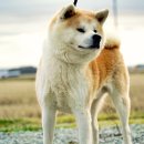 플란다스의개 이미지