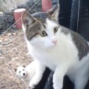 이프멍멍 이미지