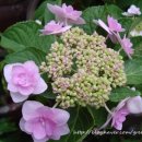 정원교실 이미지