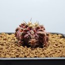 바다의 신 이미지