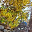 살구나무 한옥민박 이미지