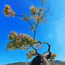 의령 서동리 함안층 빗방울 자국 | 경남 의령 천연기념물 5곳 탐방~! (세간리 은행나무...성황리 소나무~백곡리 감나무~서동리 빗방울 자국)