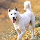 의견비 | 개(犬) 이야기