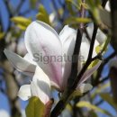 Magnolia 이미지