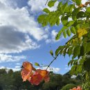 송현공원(이동) 이미지