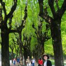 COMO(꼬모) 이미지