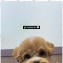 스타애견미용 이미지