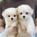 반값애견 | 서울강아지분양 청결한 애견샵 헬스독 송파점 후기