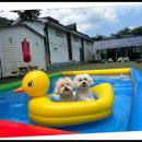 아이러브 독 이미지