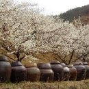 매실농원