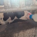 상림목장 이미지