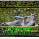우림멋쟁이