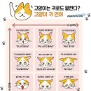 고양이 귀 언어 이미지