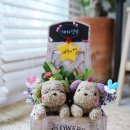 개와당신 이미지