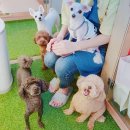 몽이네 맡겨보시개 이미지