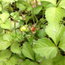 수동농장 이미지